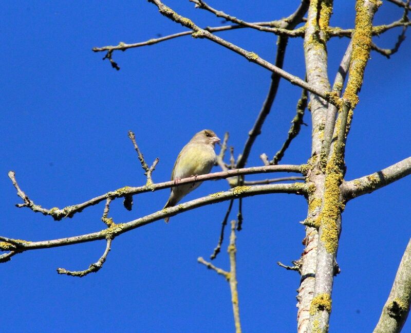 European Greenfinch