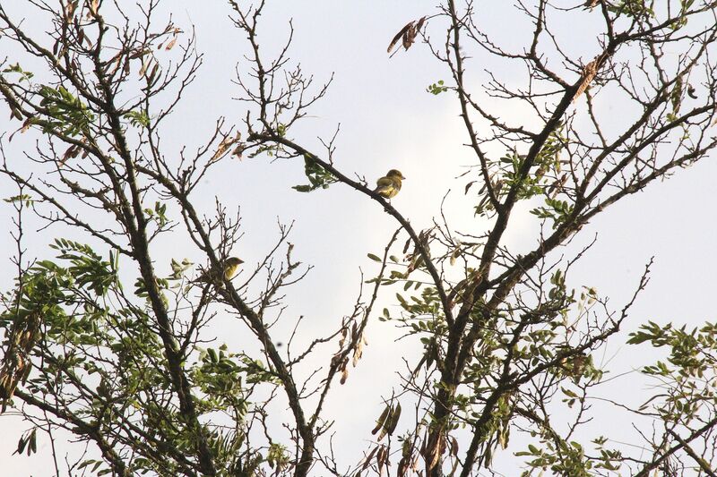 European Greenfinch