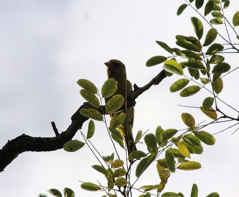 European Greenfinch