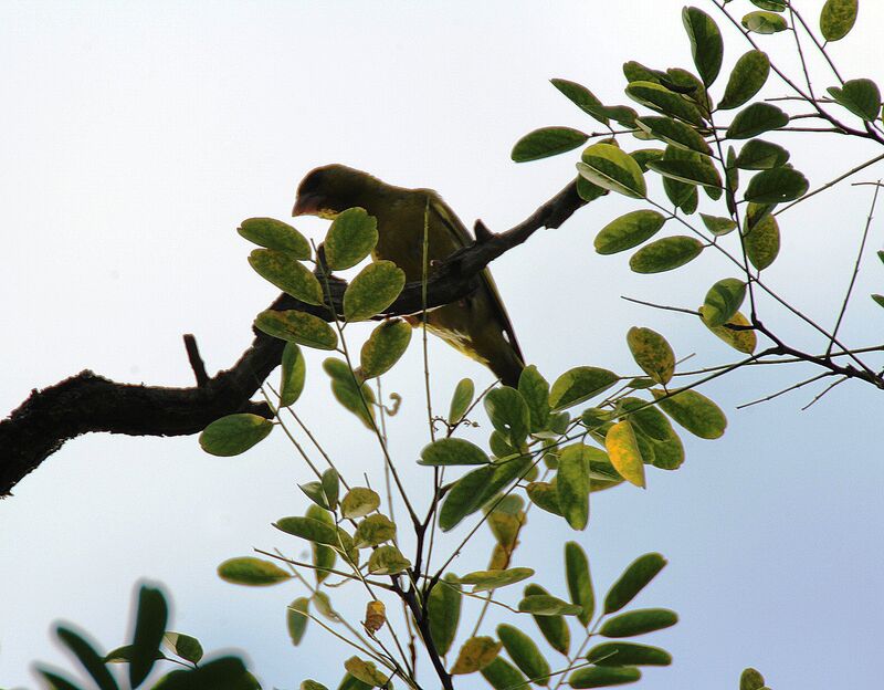 European Greenfinch