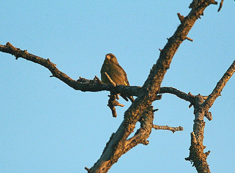 European Greenfinch