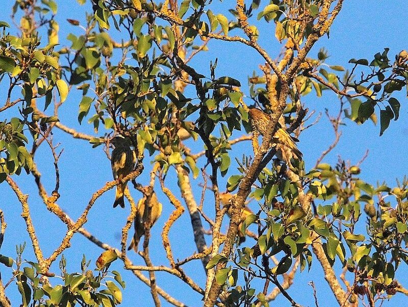 European Greenfinch