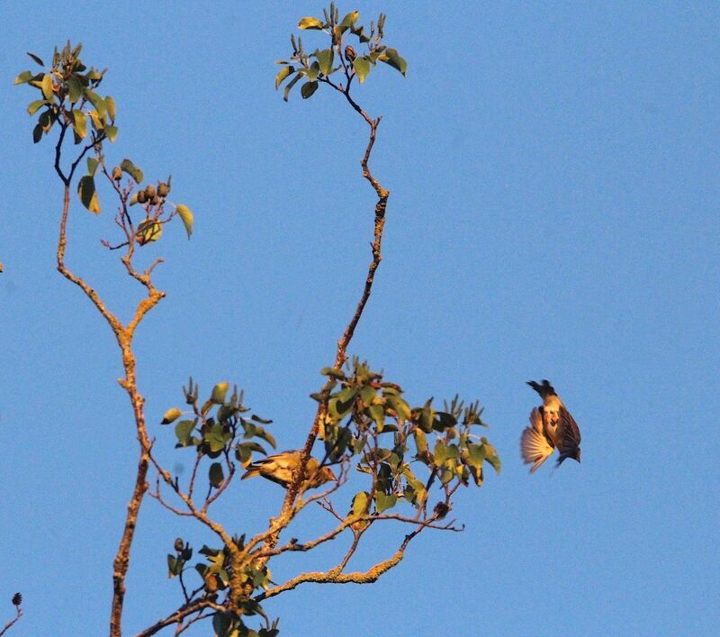 European Greenfinch