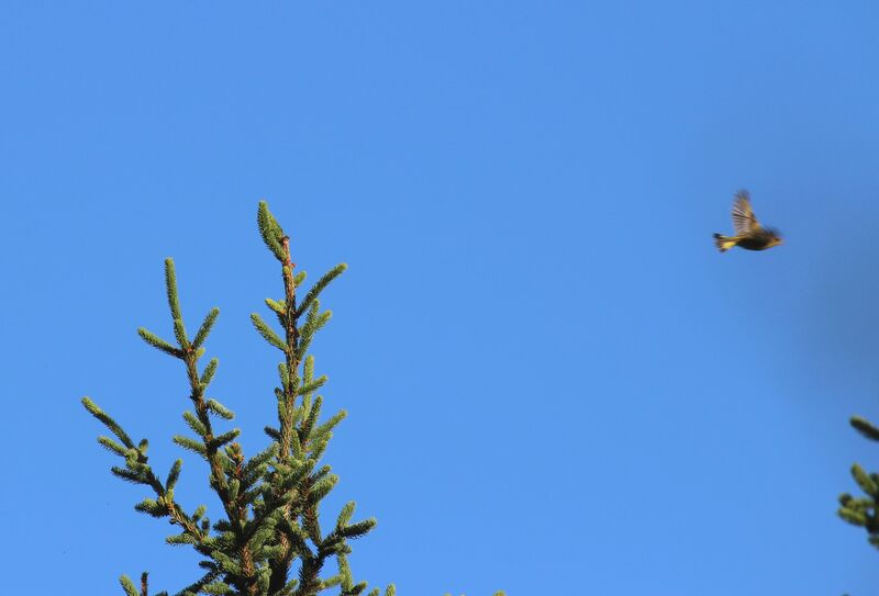 European Greenfinch