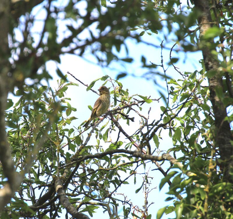 European Greenfinch