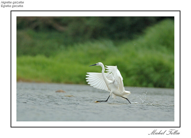 Little Egret