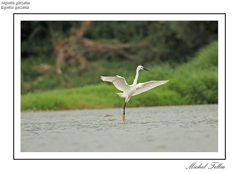 Little Egret