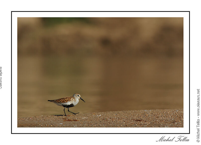 Dunlin