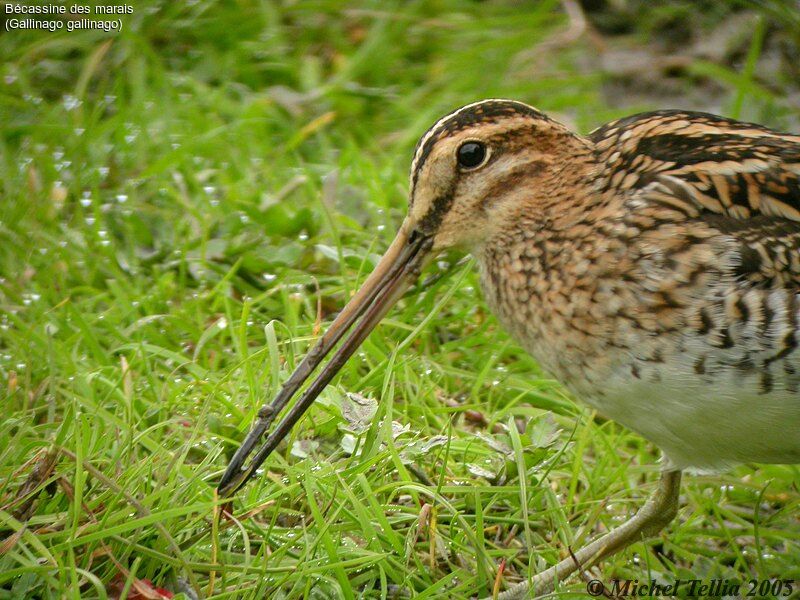 Common Snipe