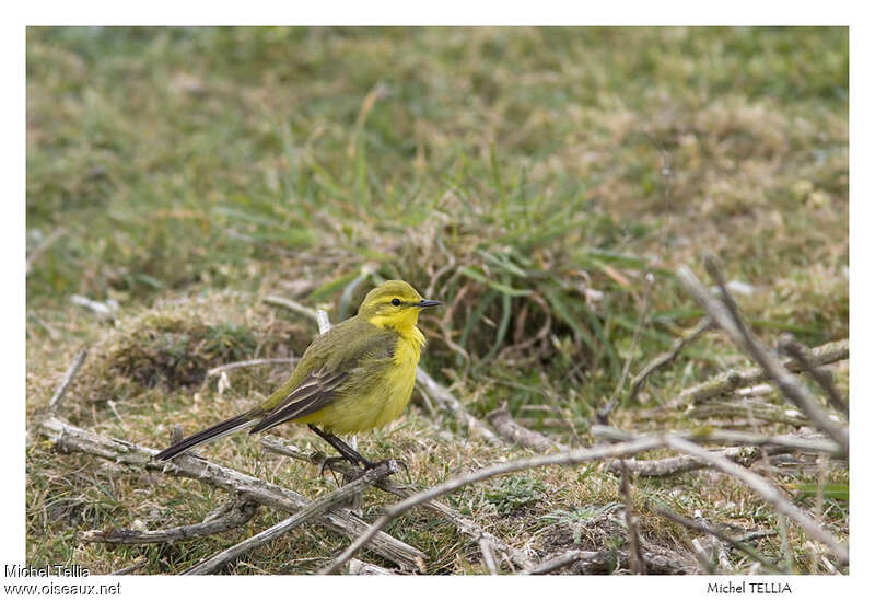 Bergeronnette printanière mâle adulte, identification