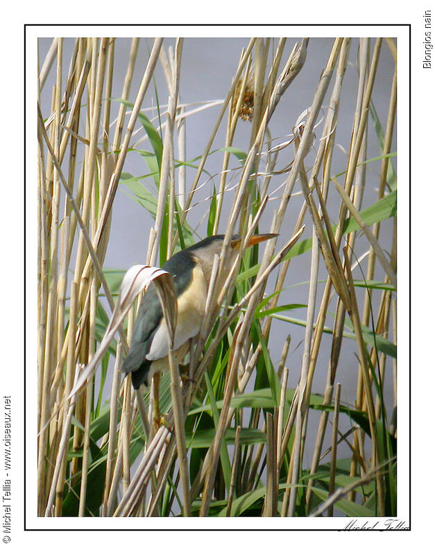 Little Bittern