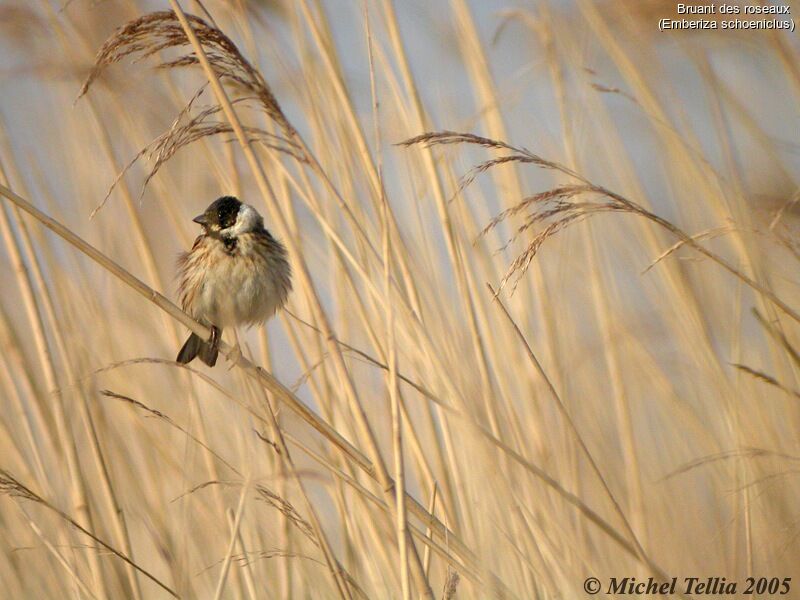 Common Reed Bunting