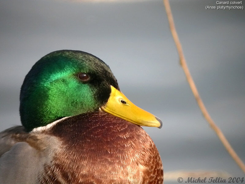 Canard colvert