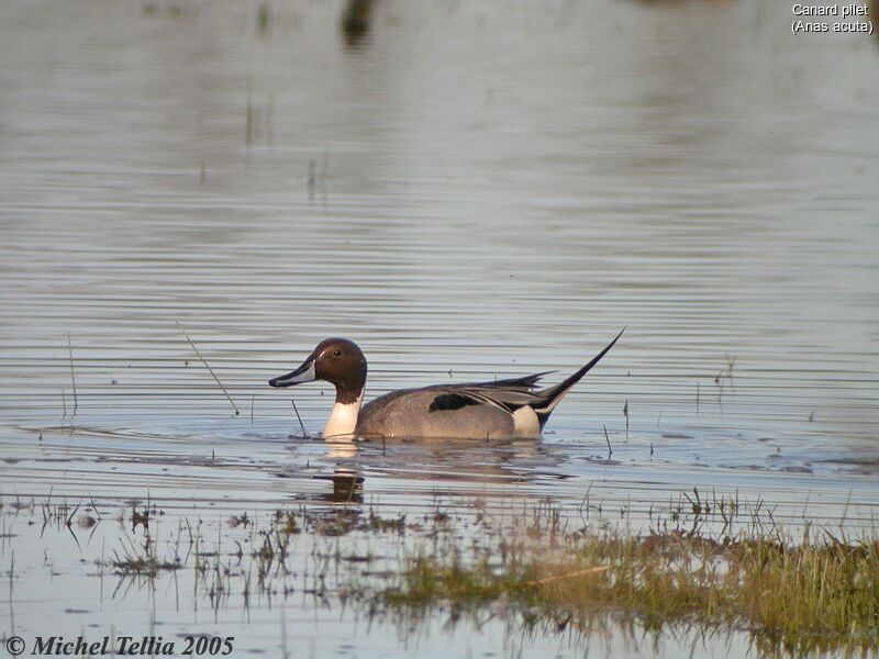 Northern Pintail