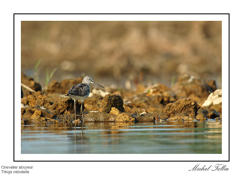 Common Greenshank