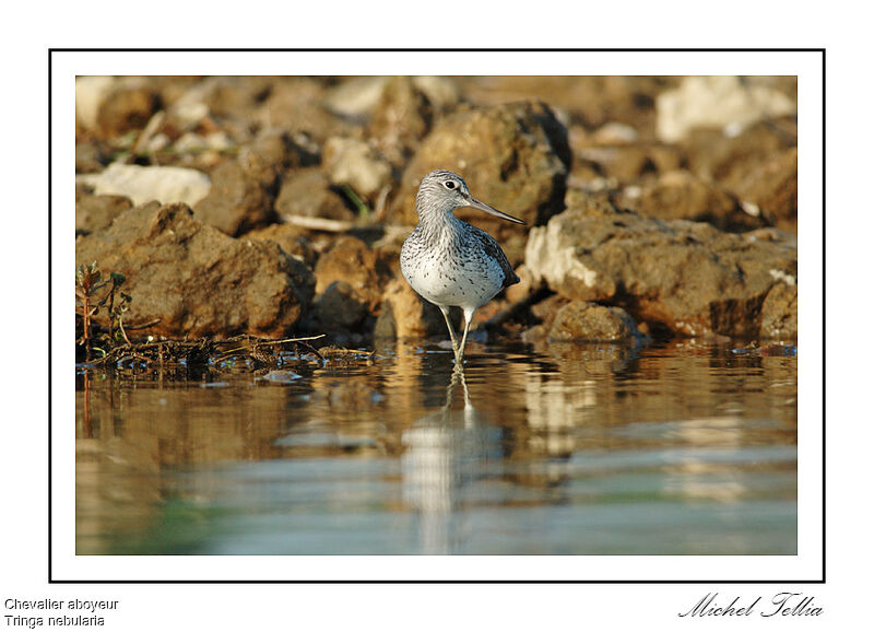 Common Greenshank