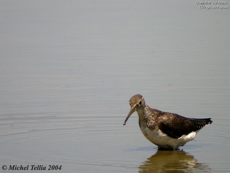 Green Sandpiper