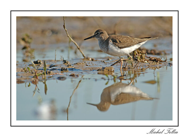 Common Sandpiper