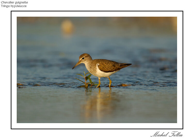 Common Sandpiper