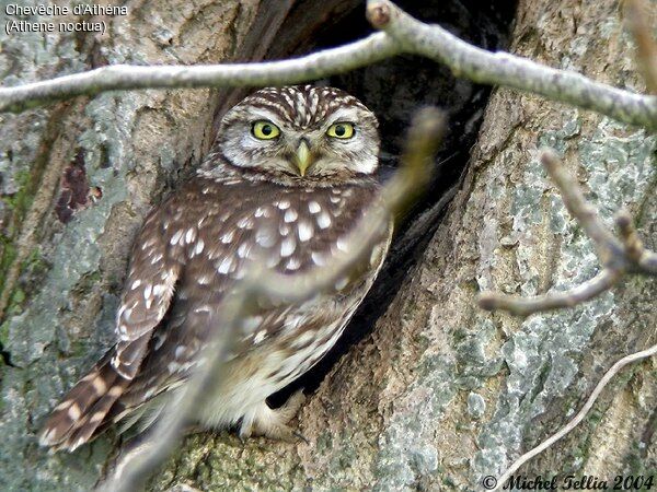 Little Owl