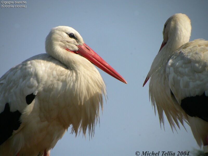 White Stork