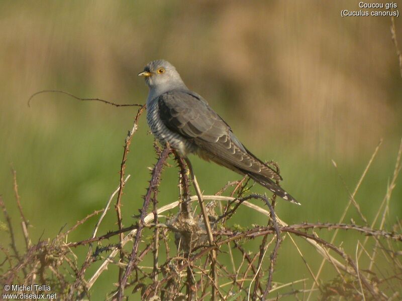 Common Cuckoo