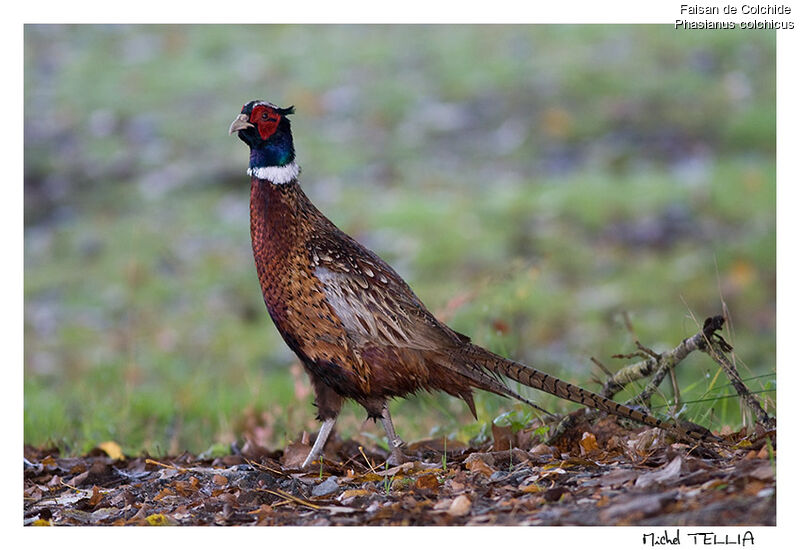 Common Pheasant