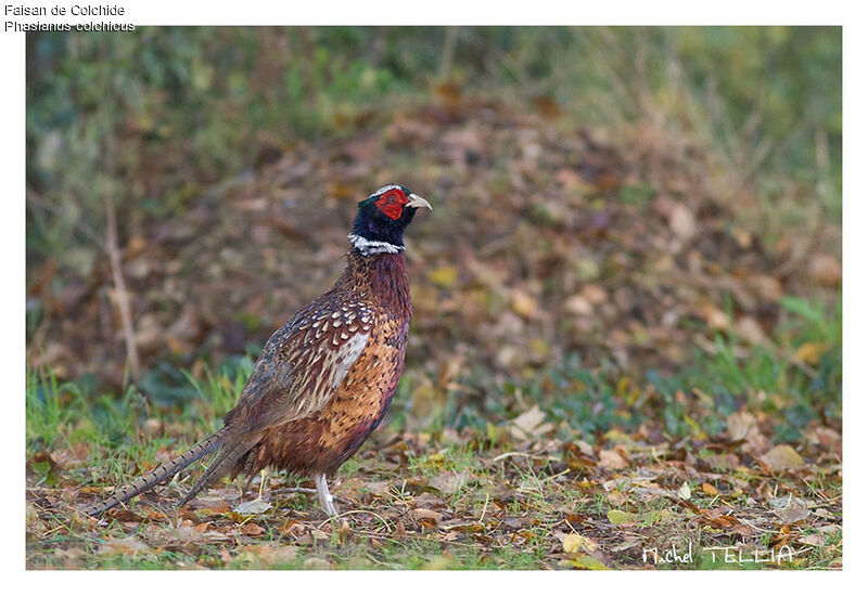 Common Pheasant