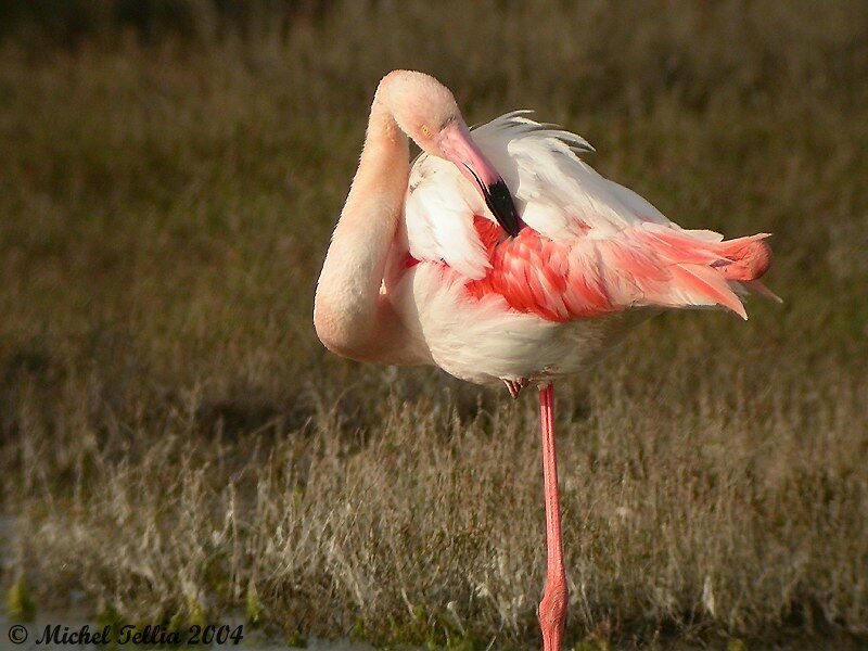 Greater Flamingo