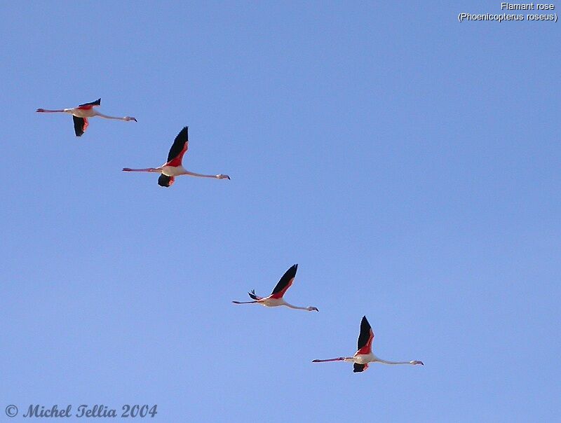 Flamant rose