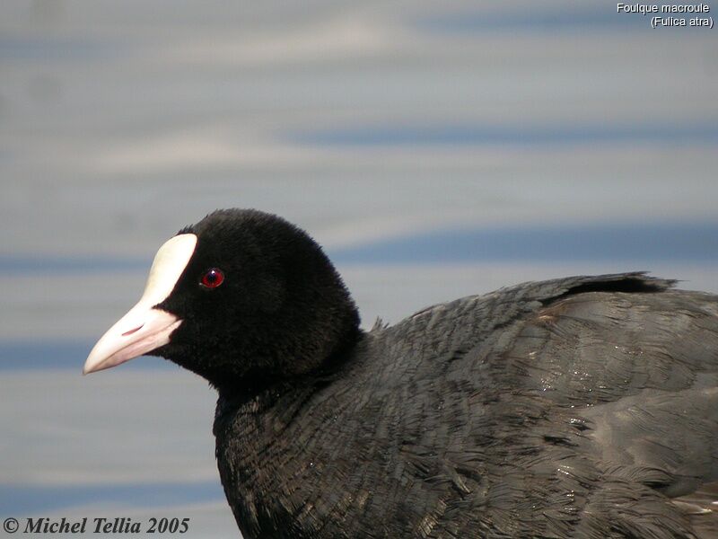 Eurasian Coot