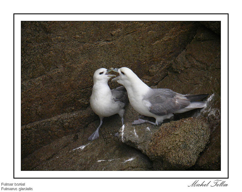 Fulmar boréal