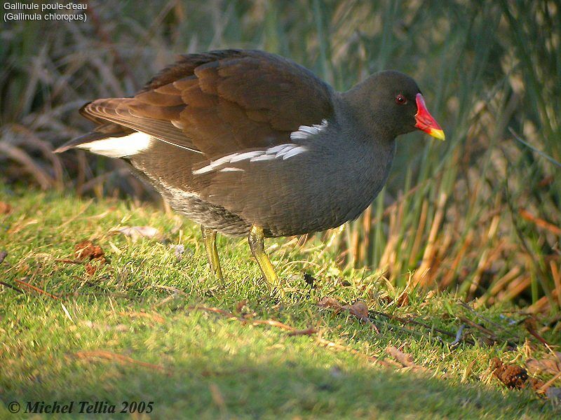 Common Moorhen