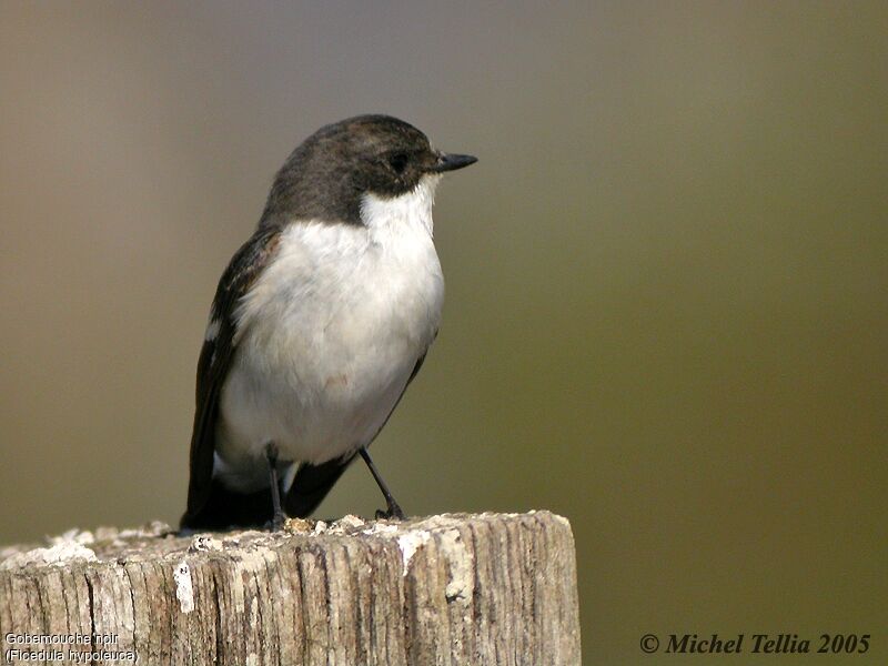 European Pied Flycatcher