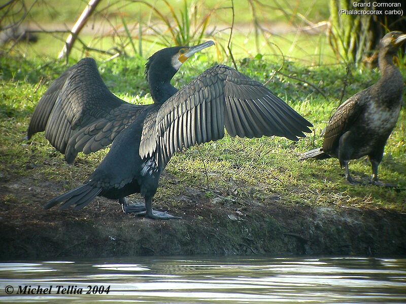 Great Cormorant