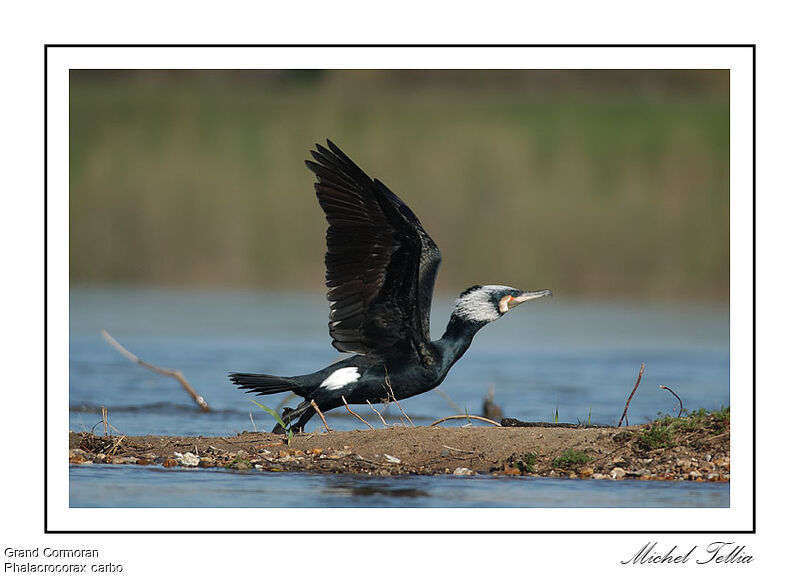 Great Cormorant