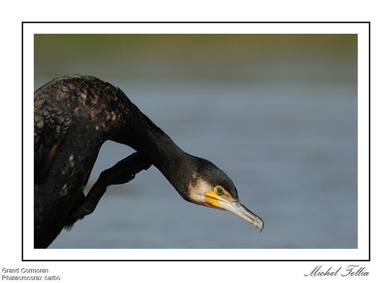 Great Cormorant