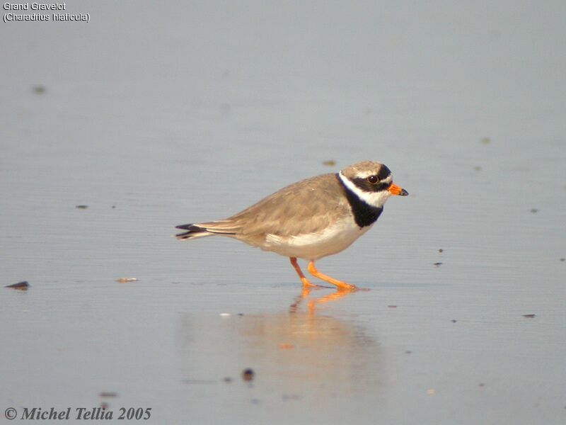 Common Ringed Plover