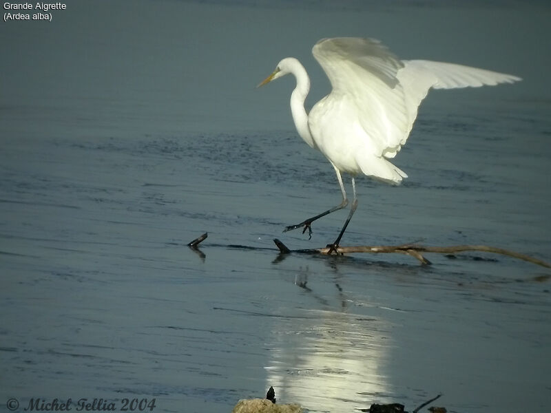 Great Egret