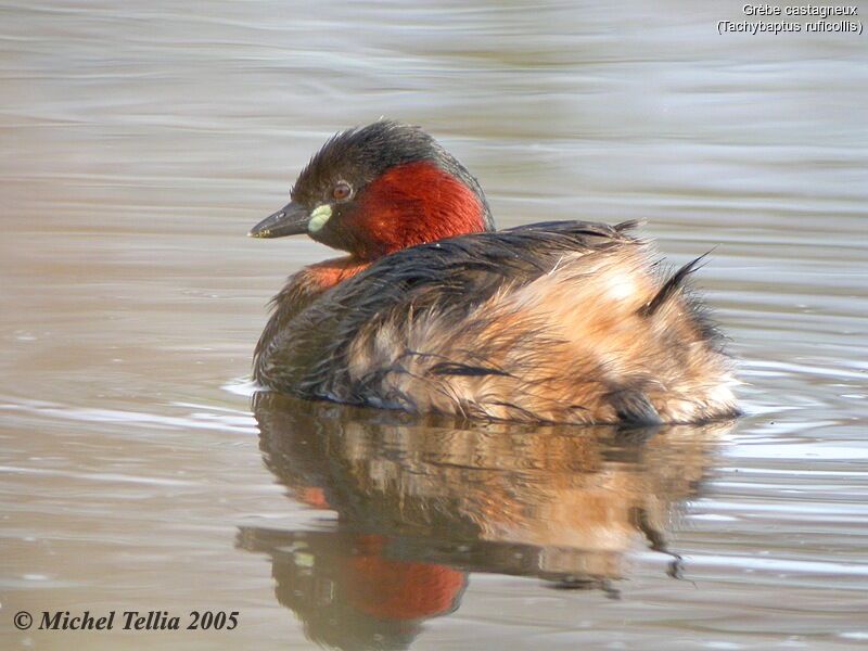 Little Grebe