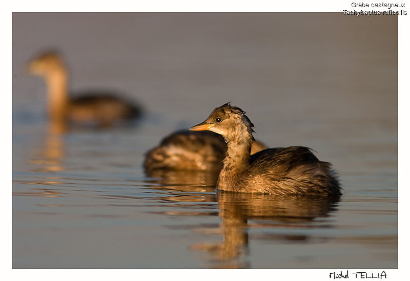 Little Grebe