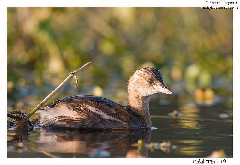 Little Grebe