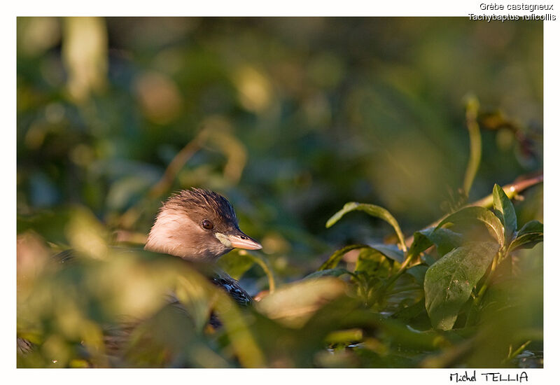 Little Grebe