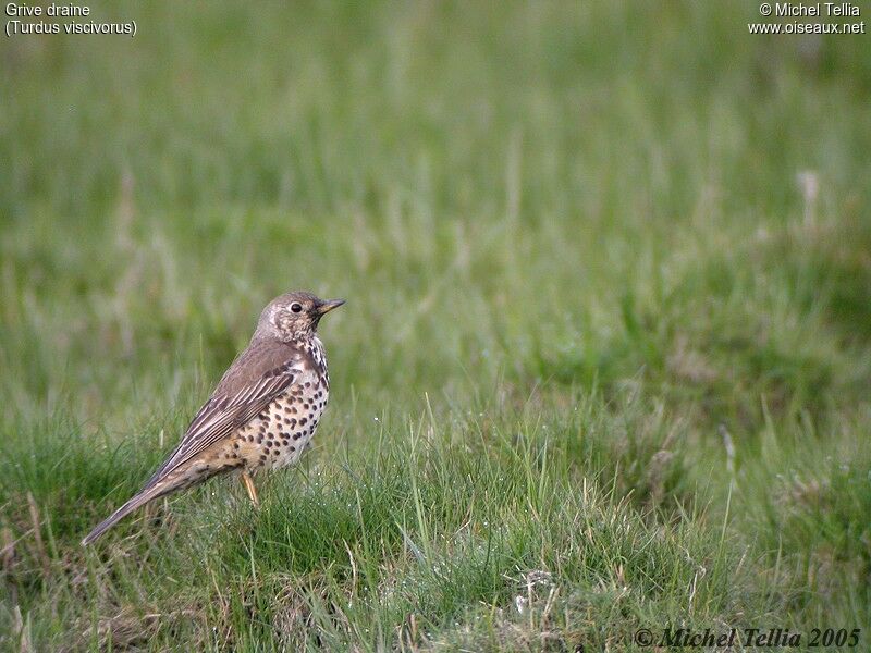 Mistle Thrush