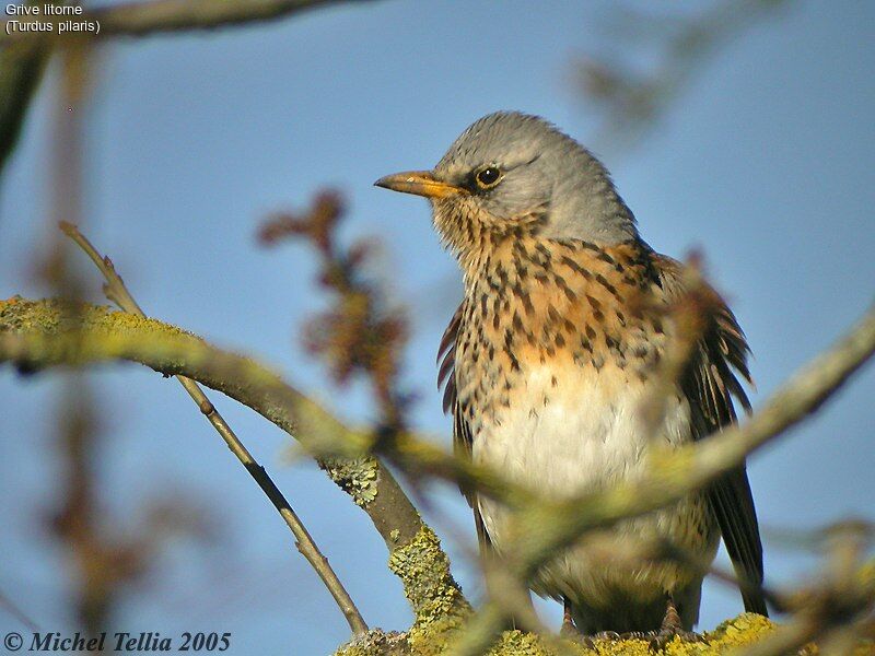 Fieldfare