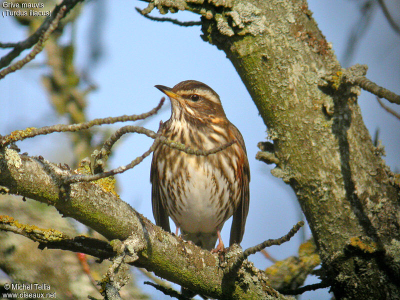 Redwing