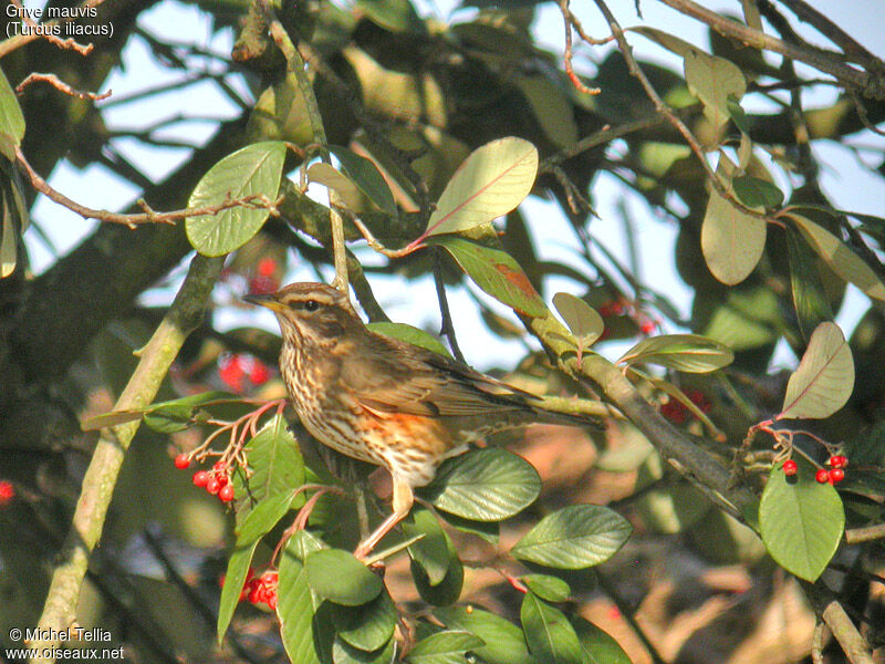 Redwing