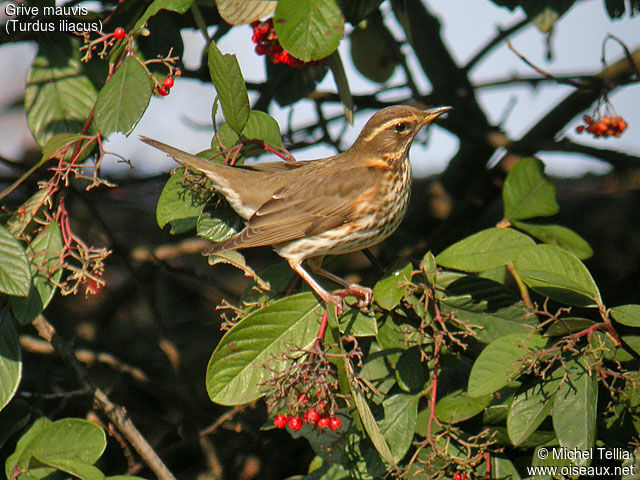 Redwing