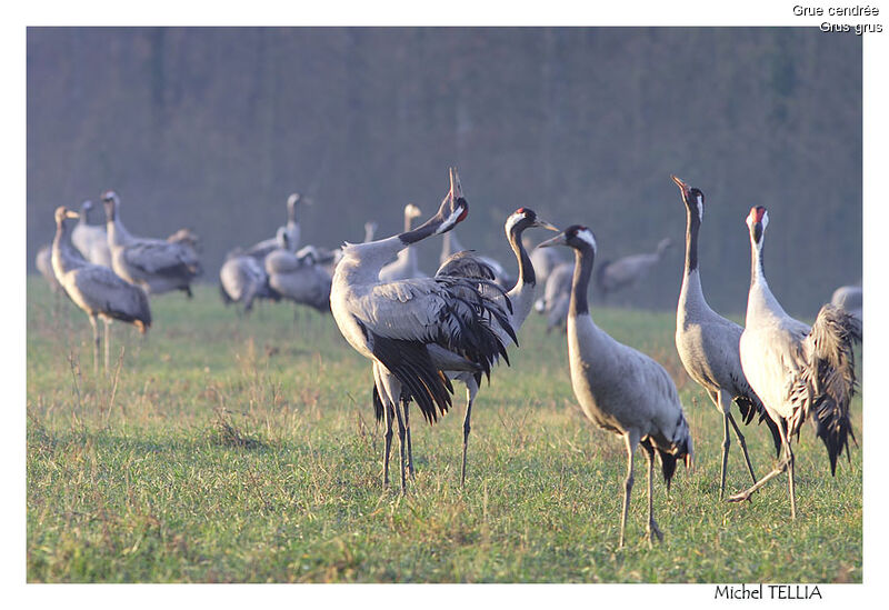 Common Crane