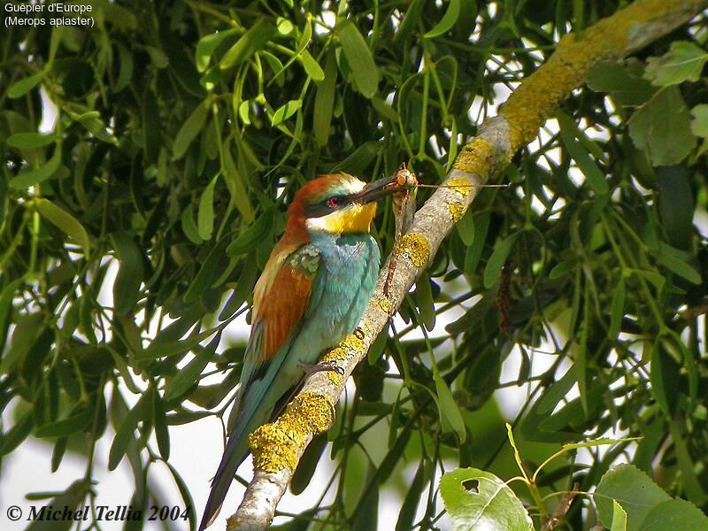 European Bee-eater